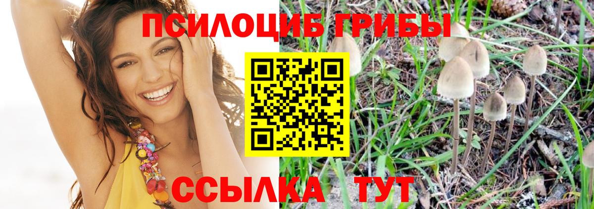 Фролово  Псилоцибиновые грибы Psilocybine cubensis  Вход с VPN 